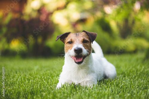 Smiling cute lying dog on a summer green lawn