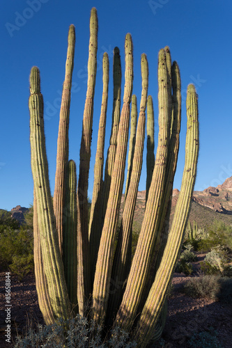 Organ Pipe Kaktus im Abendlicht