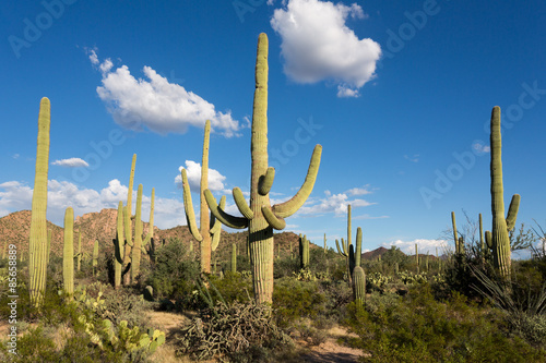 Kakteen im Saguaro Nationalpark
