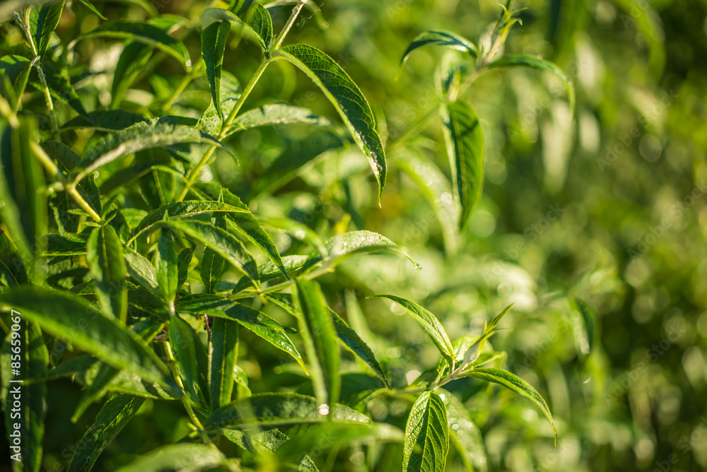 Obraz premium Green Butterfly Bush