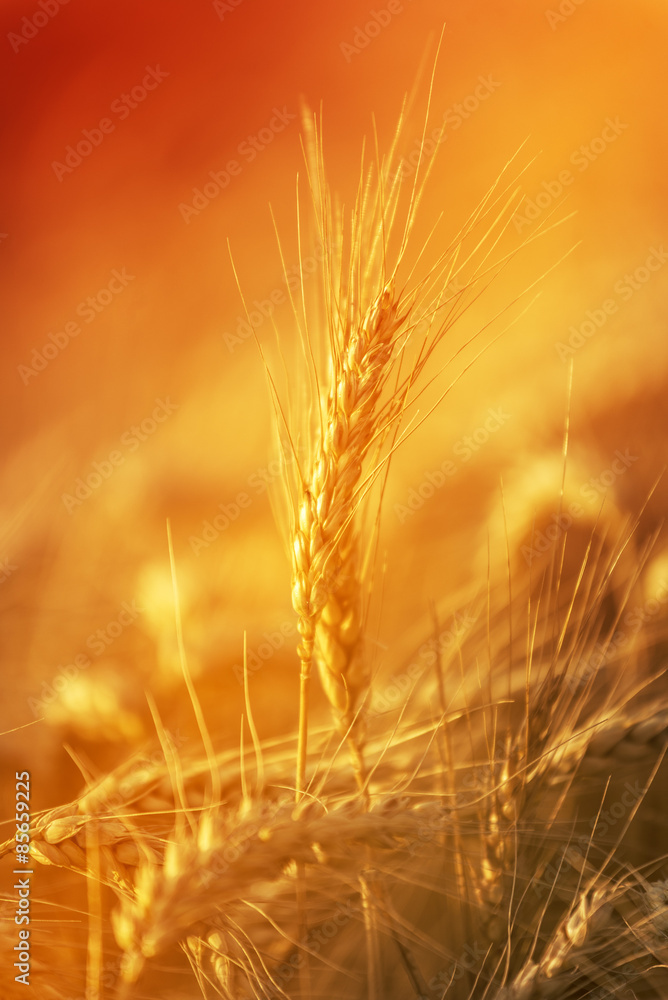 Golden Wheat Crops in Agricultural Field Golden Wheat Crops in Agricultural Field