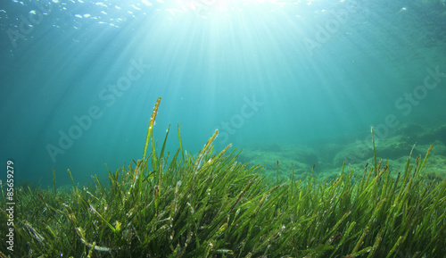 Fotografia Underwater sea grass and blue ocean water