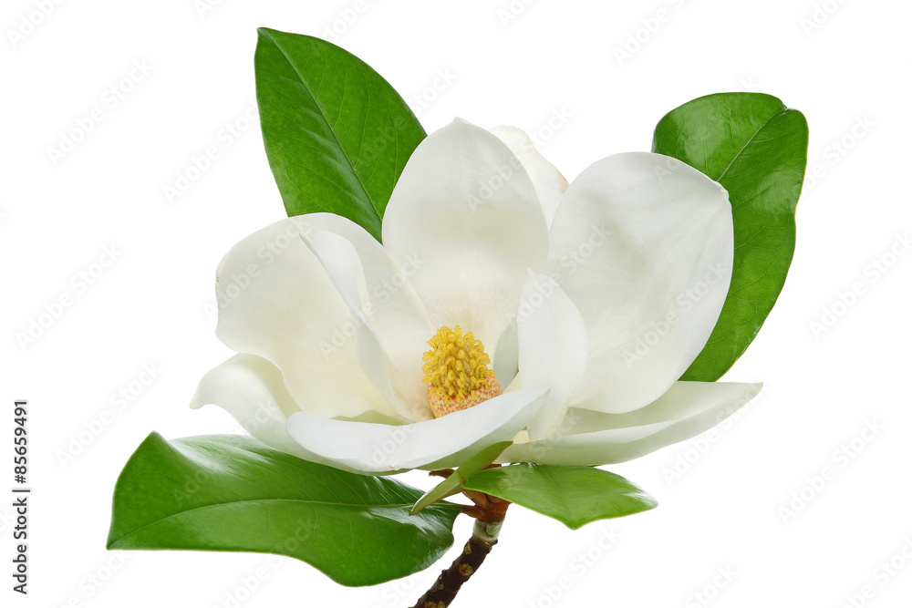 Fototapeta premium White magnolia