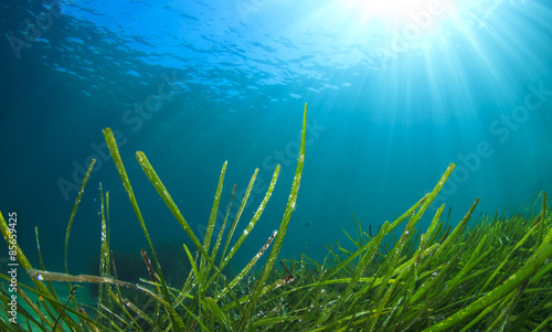 Underwater sea grass and blue ocean water © Richard Carey