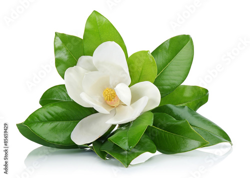 White magnolia