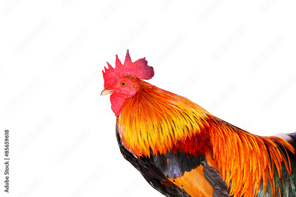 Fototapeta premium Rooster