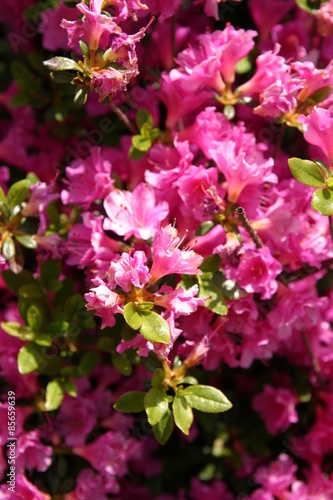 Wallpaper Mural Różanecznik, azalia, rododendron (Rhododendron)  Torontodigital.ca