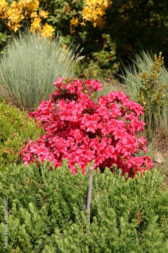 Fototapeta Naklejka Na Ścianę i Meble -  Różanecznik, azalia, rododendron (Rhododendron) 