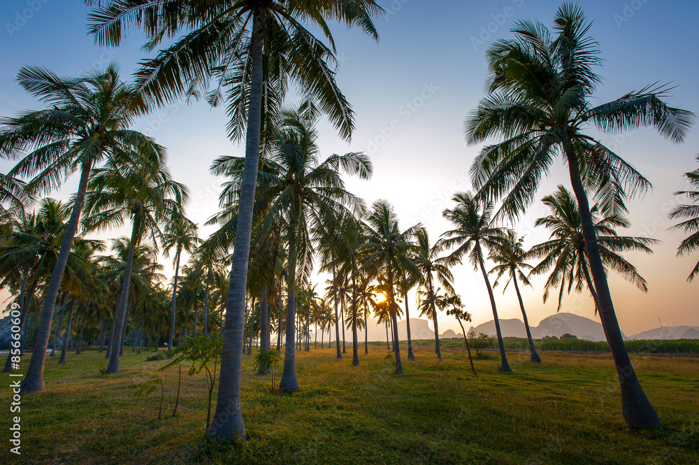 Obraz premium coconut tree during sunset