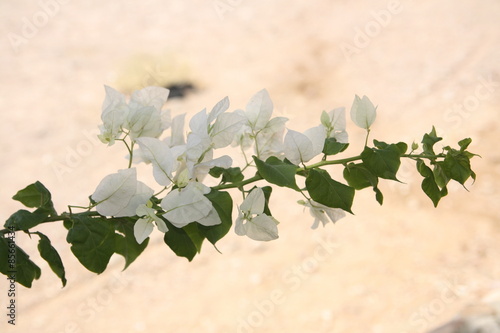 Kwiat, kwiaty, kwiatek, kwiatki © agatop