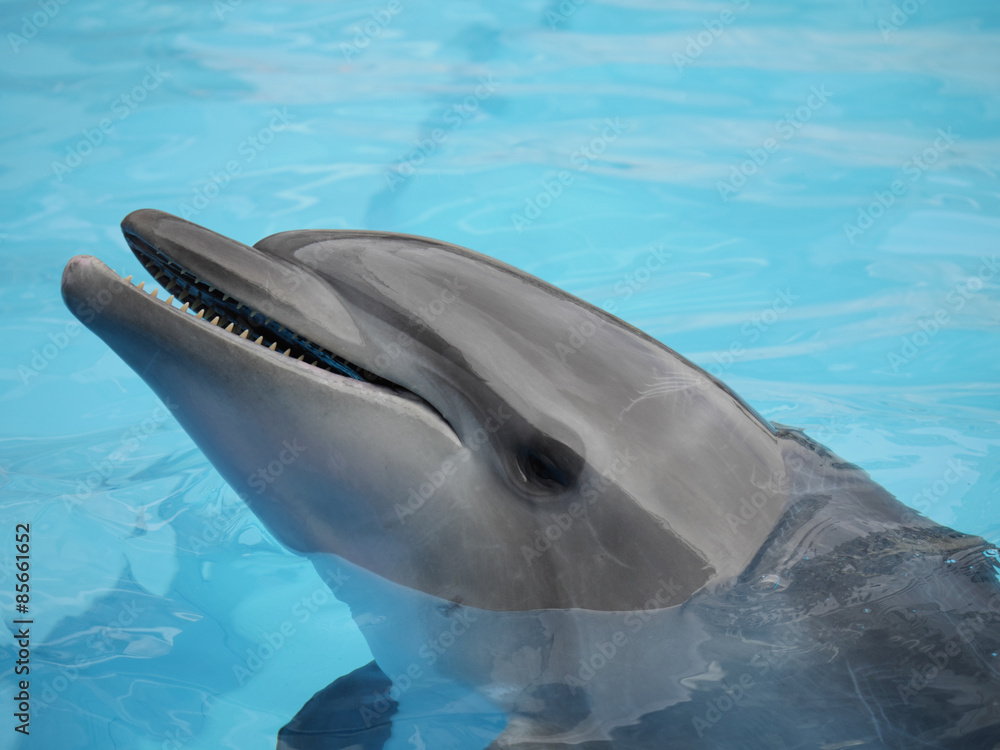 Obraz premium Dolphins face under water