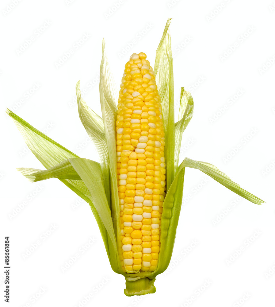 Ear of Corn with Husks – An ear of corn on the cob with the husks ...