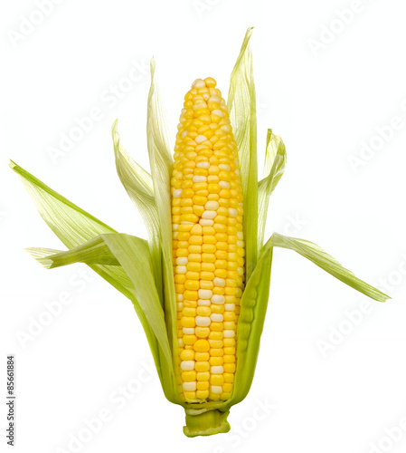 Ear of Corn with Husks – An ear of corn on the cob with the husks partially removed.