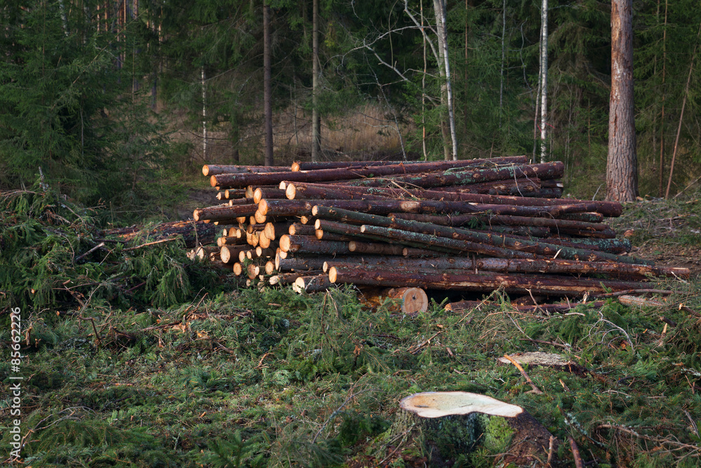 Deforestation Deforestation
