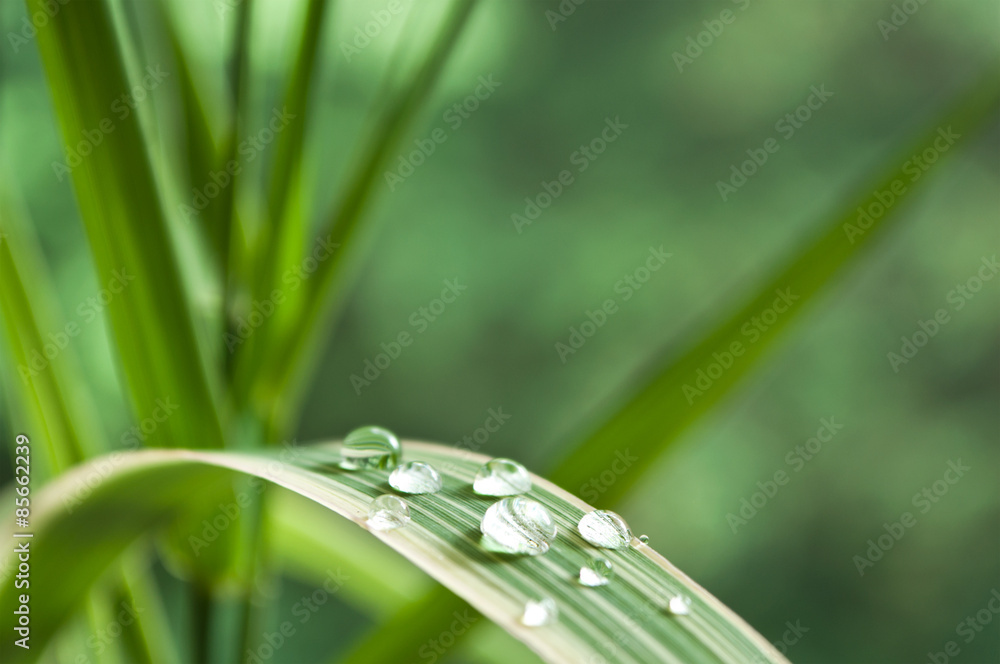 Obraz premium gouttes de pluie sur feuille de bambou