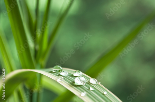 gouttes de pluie sur feuille de bambou