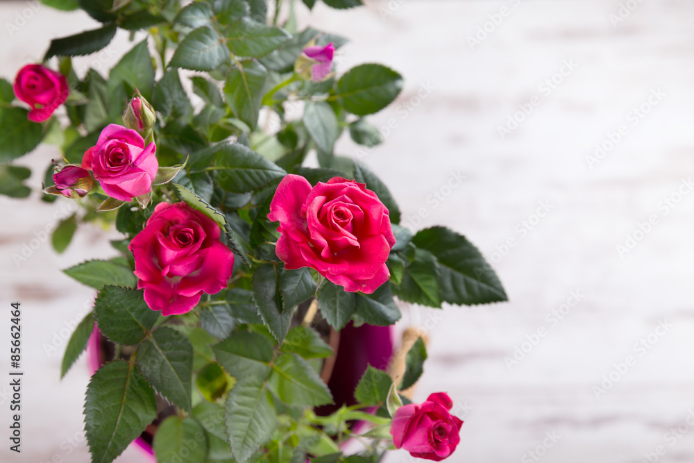 Pink bushed roses in the pot