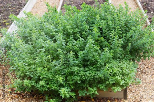Fresh aroma mint growing in the garden