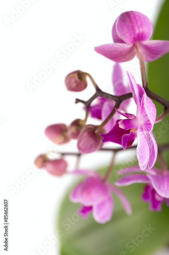 Purple orchid