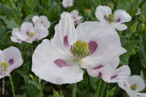 A Whiter shade of Pale - Poppy Field