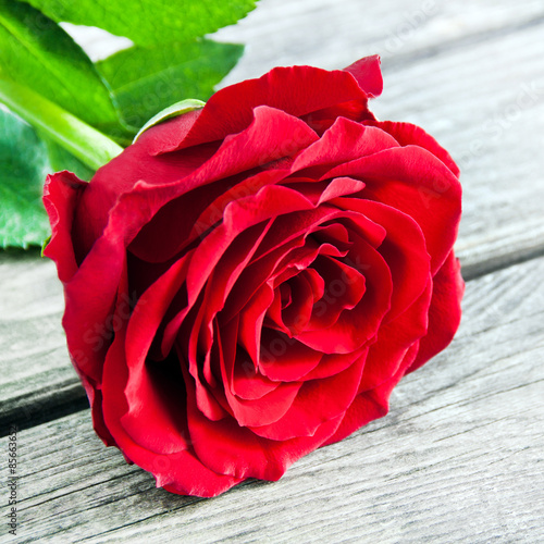  Rote Rose photo