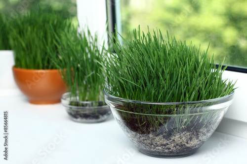 green wheat sprouts in a bowl on a window sill