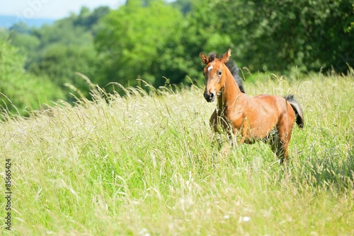 Fototapeta Naklejka Na Ścianę i Meble -  galoppierendes Fohlen auf der Koppel