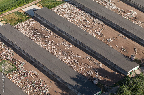 A flock of white domestic geese on the farm.