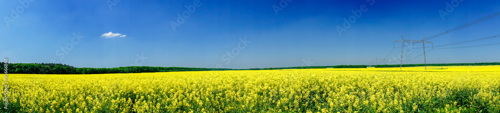 Fine panorama of rapefield and blue sky. Fine panorama of rapefield and blue sky.