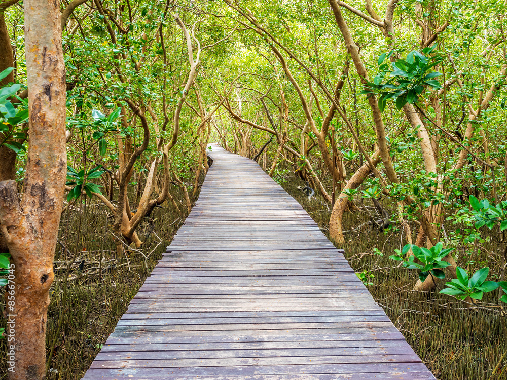 stairway leading to the tropical mangrove in the sea shore stairway leading to the tropical mangrove in the sea shore