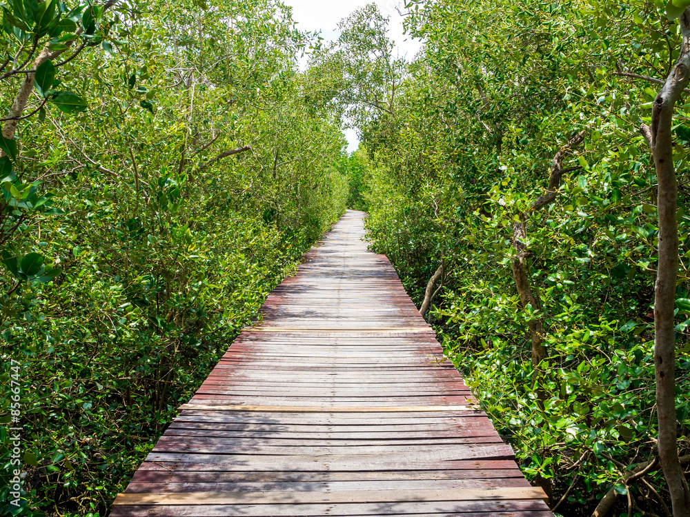 stairway leading to the tropical mangrove in the sea shore stairway leading to the tropical mangrove in the sea shore