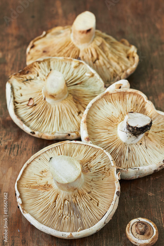 Cep mushrooms on wooden surface