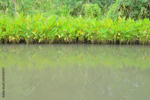 Plants At The Water Edge