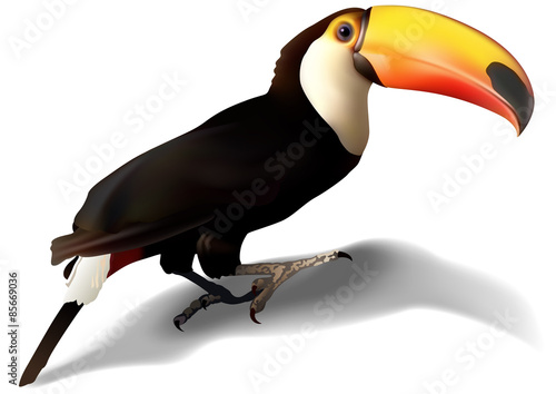 Toucan (Ramphastos toco) - Detailed Illustration, Vector