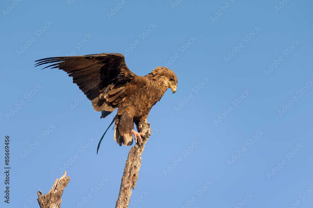 Juvenile Bateleur balancing on branch Juvenile Bateleur balancing on branch