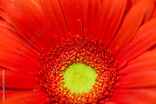 red gerbera flower macro