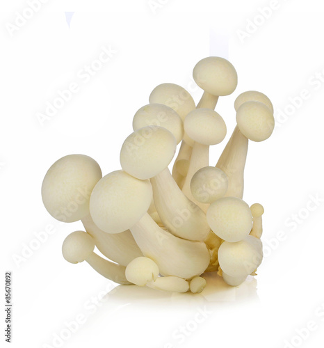 Bunch of white shimeji mushroom isolated