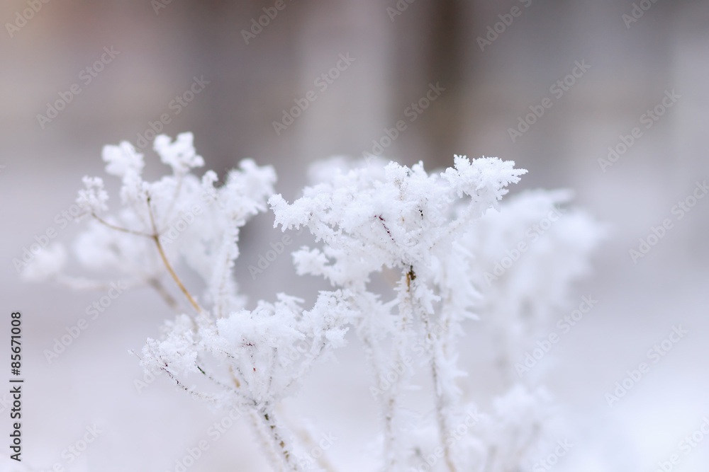 Frosty plant in winter park