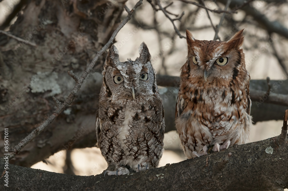 Pair of Eastern Screech Owls, Gray and Rust, Sitting in a Tree Pair of Eastern Screech Owls, Gray and Rust, Sitting in a Tree