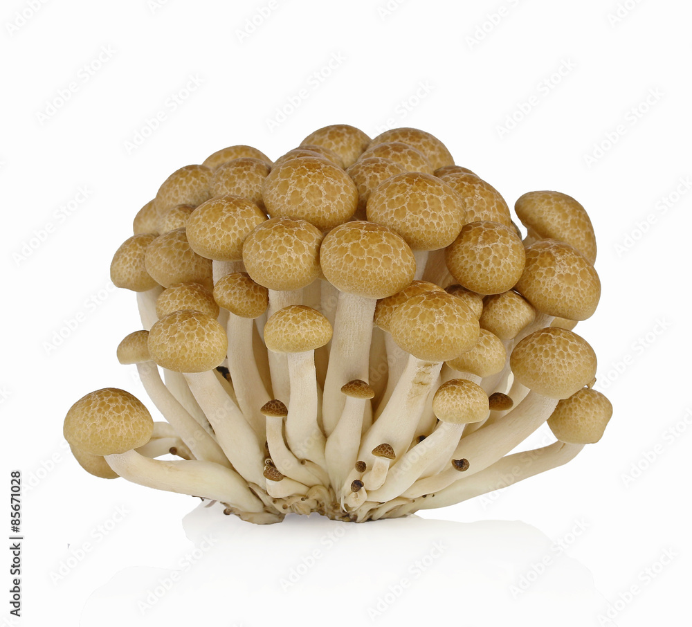 brown beech mushroom isolated on white background brown beech mushroom isolated on white background