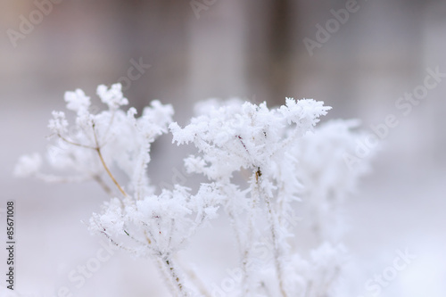Frosty plant in winter park © skumer
