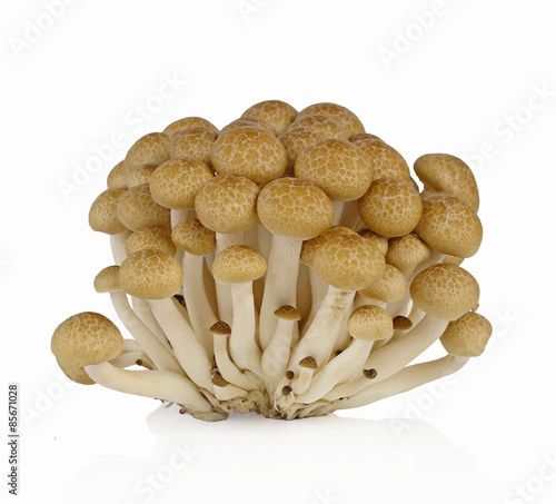 brown beech mushroom isolated on white background