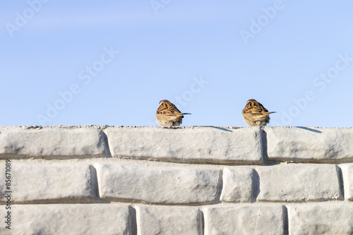 Two sparrows sitting on the wall