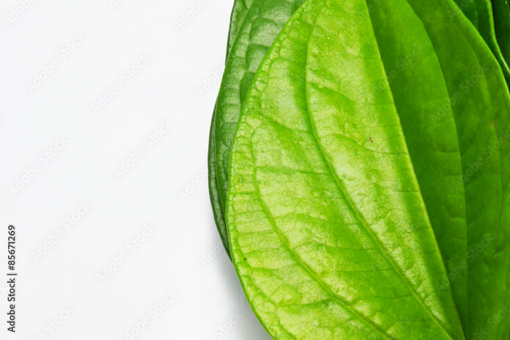 Obraz premium betel plam