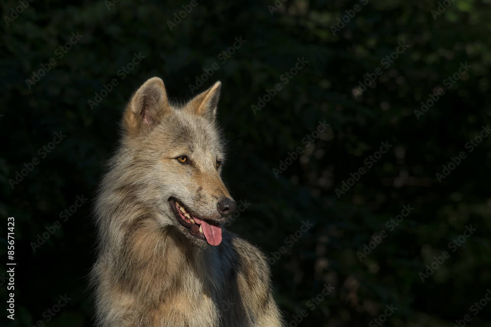 Obraz premium Timber Wolf / Gray Wolf / Grey Wolf