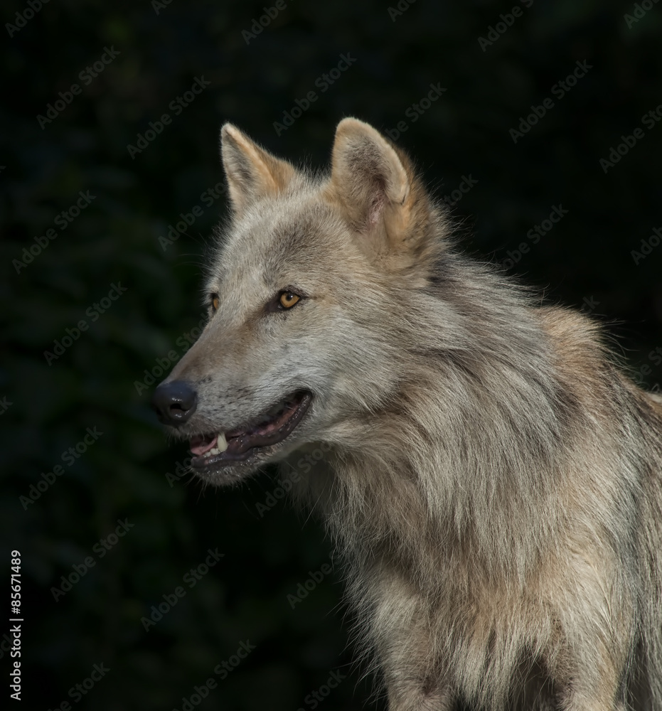 Timber Wolf / Gray Wolf / Grey Wolf