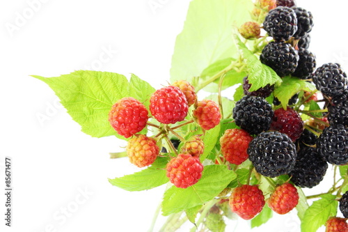 wild raspberry fruit closeup in white background