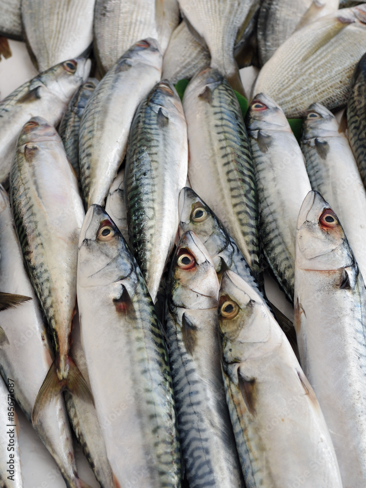 Mackerel