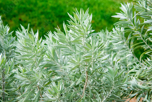 Silver Poverty Bush in Kings Park and Botanical Gardens