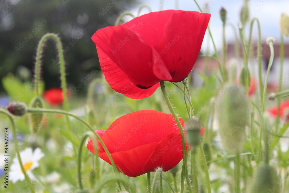 Fototapeta premium Poppies in Wild Flower Meadow, Yorkshire, England.